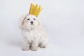 Funny dog with crown Royalty Free Stock Photo