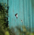 Funny dog curiously stuck his black nose in the hole of the wooden fence in the garden, protecting their territory Royalty Free Stock Photo