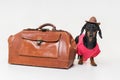 Funny Dog Dachshund Breed, Black And Tan, Dressed Up As A Tourist With Vintage Bag And A Hat, On Gray Background