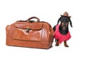 Funny Dog Dachshund Breed, Black And Tan, Dressed Up As A Tourist With Vintage Bag And A Hat, Isolated On White Background