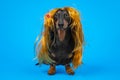 Funny dog dachshund in a bright yellow wig in curlers on a blue background. Grooming and care a pet Royalty Free Stock Photo