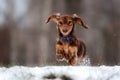 Funny dog dachshund jumps up