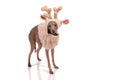 funny dog in the deer hat