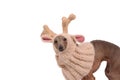 funny dog in the deer hat