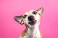 Funny dog disgust, denial, disagreement face. Don`t like that. grins teeth pet. Pink background Royalty Free Stock Photo