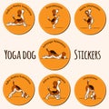 Funny dog doing yoga position of Surya Namaskara Royalty Free Stock Photo