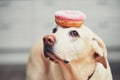 Funny dog with donut Royalty Free Stock Photo