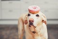 Funny dog with donut Royalty Free Stock Photo