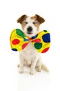 FUNNY DOG DRESSED AS A CLOWN FOR CARNIVAL OR HALLOWEEN. ISOLATED SHOT ON WHITE BACKGROUND Royalty Free Stock Photo