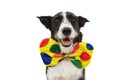 Funny dog dressed as a clown for carnival, halloween party. Isolated on white background Royalty Free Stock Photo