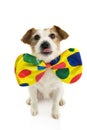 FUNNY DOG DRESSED AS A CLOWN. JACK RUSSELL WEARING A COLORFUL BOWTIE. ISOLATED AGAINST WHITE BACKGROUND FOR CARNIVAL OR HALLOWEEN Royalty Free Stock Photo