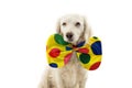 FUNNY DOG DRESSED AS A CLOWN. JMIXED-BREED WEARING A COLORFUL BOWTIE. ISOLATED AGAINST WHITE BACKGROUND FOR CARNIVAL OR HALLOWEEN Royalty Free Stock Photo