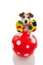 FUNNY DOG DRESSED AS A CLOWN WITH A RED BALL MAKING A TRICK. JACK RUSSELL COSTUME FOR CARNIVAL OR HALLOWEEN. ISOLATED ON WHITE Royalty Free Stock Photo