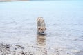 Funny dog drinking water in river Royalty Free Stock Photo