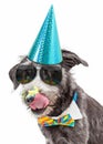 Funny Dog Eating Birthday Cake Royalty Free Stock Photo