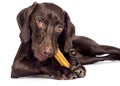 funny dog eats chews a bone