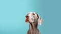 Funny dog face close-up. Royalty Free Stock Photo