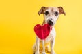 Funny dog face licking sweet candy. Red heart simbol. Love romance. Yellow background