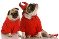 Funny dog fight Royalty Free Stock Photo