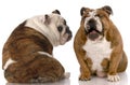 Funny dog fight Royalty Free Stock Photo