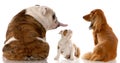 Funny dog fight Royalty Free Stock Photo