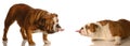 Funny dog fight Royalty Free Stock Photo