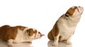 Funny dog fight Royalty Free Stock Photo