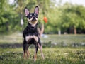 Funny dog with a flower in his mouth. Miniature Pinscher puppy. Flower rose pink Royalty Free Stock Photo