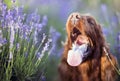 Funny dog with flowers Royalty Free Stock Photo