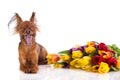 Funny dog and fowers isolated on white background postcard