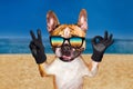 Funny dog french bulldog shows with his paws and hands a gesture of peace and a sign approx. Animal on beach, sea and sky Royalty Free Stock Photo