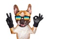 Funny dog french bulldog shows with his paws and hands a gesture of peace and a sign approx. Animal is isolated on a white Royalty Free Stock Photo