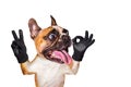 Funny dog french bulldog shows with his paws and hands a gesture of peace and a sign approx. Animal is isolated on a white Royalty Free Stock Photo