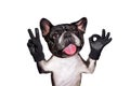 Funny dog french bulldog shows with his paws and hands a gesture of peace and a sign approx. Animal is isolated on a white Royalty Free Stock Photo