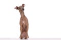 funny dog Royalty Free Stock Photo