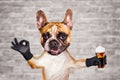 Funny dog ginger french bulldog hold alcoholic beer in a glass in a bar and show a sign approx. Animal on brick wall background Royalty Free Stock Photo