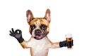 Funny dog ginger french bulldog hold alcoholic beer in a glass in a bar and show a sign approx. Animal isolated on white Royalty Free Stock Photo