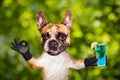 Funny dog ginger french bulldog hold a alcoholic cocktail in a glass in a bar and show a sign approx. Animal on green bokeh Royalty Free Stock Photo