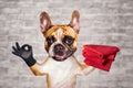 Funny dog ginger french bulldog hold a red towels and show a sign approx. Animal on brick wall background Royalty Free Stock Photo