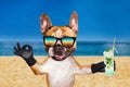 Funny dog ginger french bulldog in sunglasses hold a alcoholic cocktail in a glass in a bar and show a sign approx. Animal on Royalty Free Stock Photo