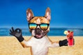 Funny dog ginger french bulldog in sunglasses hold a alcoholic cocktail in a glass in a bar and show a sign approx. Animal on Royalty Free Stock Photo