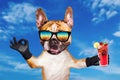 Funny dog ginger french bulldog in sunglasses hold a alcoholic cocktail in a glass in a bar and show a sign approx. Animal on blue Royalty Free Stock Photo