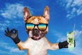 Funny dog ginger french bulldog in sunglasses hold a alcoholic cocktail in a glass in a bar and show a sign approx. Animal on blue Royalty Free Stock Photo