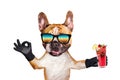 Funny dog ginger french bulldog in sunglasses hold a alcoholic cocktail in a glass in a bar and show a sign approx. Animal Royalty Free Stock Photo