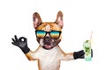 Funny dog ginger french bulldog in sunglasses hold a alcoholic cocktail in a glass in a bar and show a sign approx. Animal Royalty Free Stock Photo