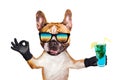Funny dog ginger french bulldog in sunglasses hold a alcoholic cocktail in a glass in a bar and show a sign approx. Animal Royalty Free Stock Photo