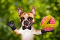 Funny dog ginger french bulldog waiter in a black bow tie hold a donut and show a sign approx. Animal on green bokeh background Royalty Free Stock Photo