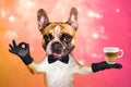 Funny dog ginger french bulldog waiter in a black bow tie hold a glass coffee mug and show a sign approx. Animal on a pink orange Royalty Free Stock Photo