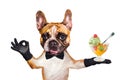 Funny dog ginger french bulldog waiter in a black bow tie hold a ice cream balls and show a sign approx. Animal isolated on white Royalty Free Stock Photo