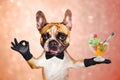 Funny dog ginger french bulldog waiter in a black bow tie hold a ice cream balls and show a sign approx. Animal on a pink orange Royalty Free Stock Photo